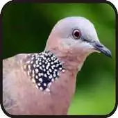 Run free android online Suara Burung Tekukur||Dekukur APK Run free android online Suara Burung Tekukur||Dekukur APK